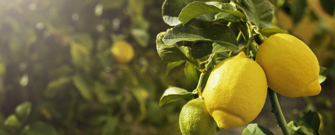 Bunch of fresh ripe lemons on a lemon tree branch in sunny garden. Bunch of fresh ripe lemons on a lemon tree branch in sunny garden.