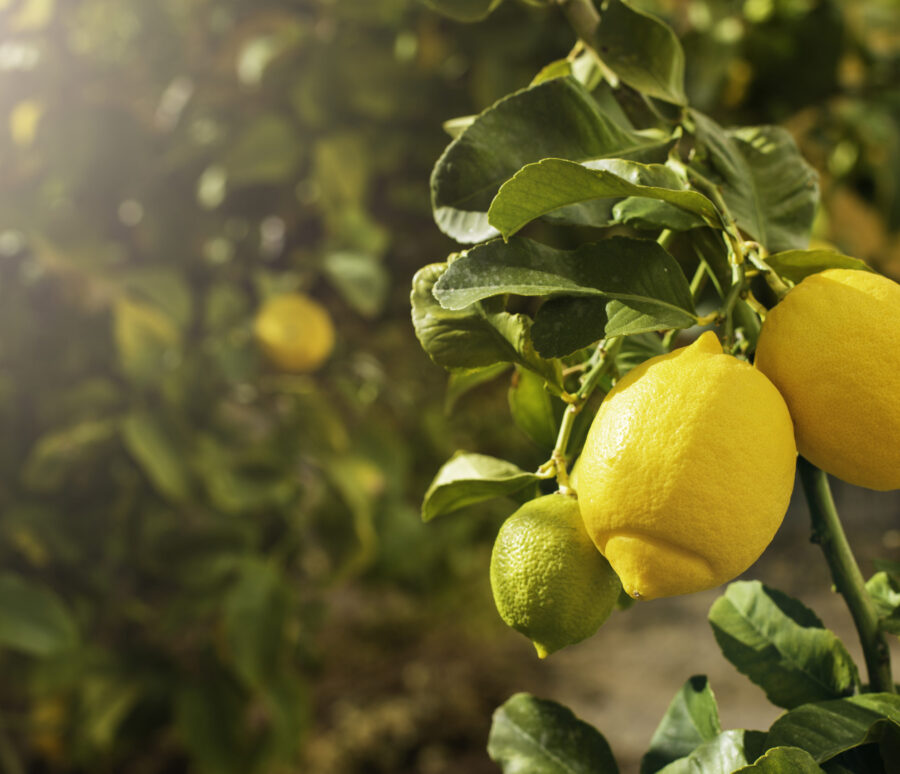 Bunch of fresh ripe lemons on a lemon tree branch in sunny garden. Bunch of fresh ripe lemons on a lemon tree branch in sunny garden.