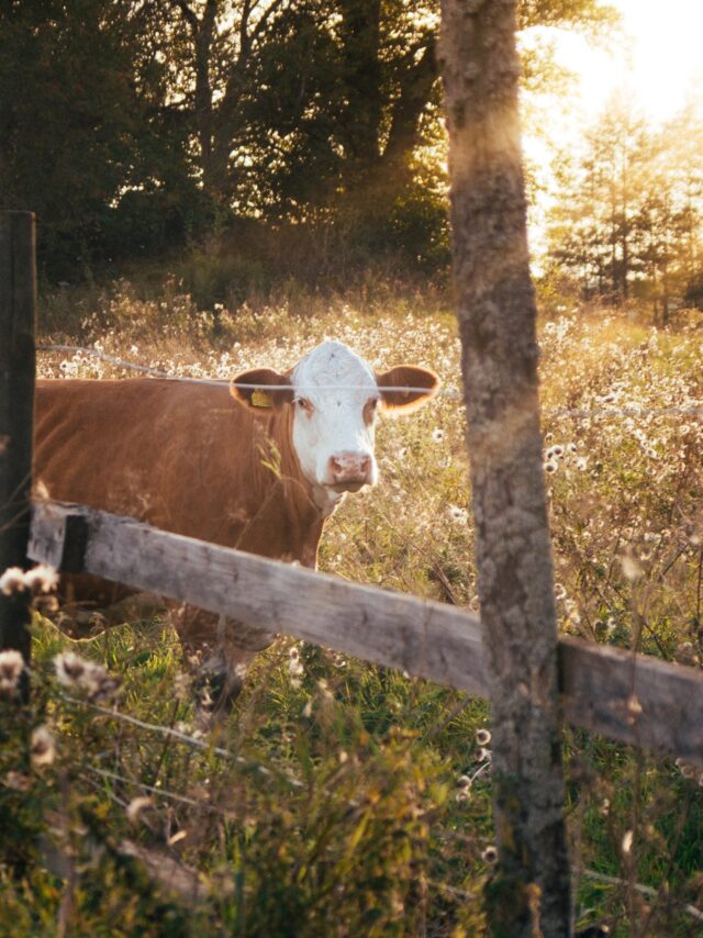 christian-widell-vrT3Z9UKFEg-unsplash christian-widell-vrT3Z9UKFEg-unsplash